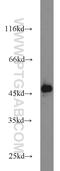 PP17 antibody, 10694-1-AP, Proteintech Group, Western Blot image 