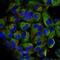 Nuclear Factor Kappa B Subunit 2 antibody, PA5-37664, Invitrogen Antibodies, Immunofluorescence image 