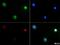 Piezo Type Mechanosensitive Ion Channel Component 2 antibody, NBP1-78538, Novus Biologicals, Immunofluorescence image 