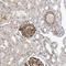 Tripartite Motif Containing 66 antibody, NBP1-90742, Novus Biologicals, Immunohistochemistry frozen image 