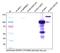 Fms Related Tyrosine Kinase 1 antibody, NB600-1004, Novus Biologicals, Western Blot image 