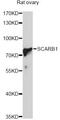 Scavenger Receptor Class B Member 1 antibody, MBS127340, MyBioSource, Western Blot image 