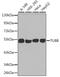 Tubulin antibody, 18-742, ProSci, Western Blot image 