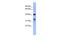 Mitochondrial Ribosomal Protein L37 antibody, PA5-44650, Invitrogen Antibodies, Western Blot image 