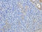 Calpain 1 antibody, orb331113, Biorbyt, Immunohistochemistry paraffin image 