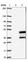 Carbonic Anhydrase 6 antibody, HPA028550, Atlas Antibodies, Western Blot image 