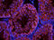 Stathmin 1 antibody, orb13536, Biorbyt, Immunofluorescence image 