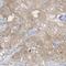 TGF-Beta Activated Kinase 1 (MAP3K7) Binding Protein 3 antibody, NBP2-33985, Novus Biologicals, Immunohistochemistry frozen image 