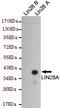 Lin-28 Homolog A antibody, STJ99177, St John