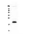 IL-4 antibody, PA5-79503, Invitrogen Antibodies, Western Blot image 