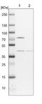 COP9 Signalosome Subunit 4 antibody, NBP1-85434, Novus Biologicals, Western Blot image 