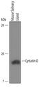 Cystatin D antibody, AF6255, R&D Systems, Western Blot image 