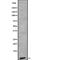 FAT Atypical Cadherin 1 antibody, abx215306, Abbexa, Western Blot image 