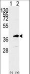 PDZ Binding Kinase antibody, LS-B9068, Lifespan Biosciences, Western Blot image 
