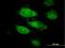Annexin A9 antibody, H00008416-B01P, Novus Biologicals, Immunocytochemistry image 
