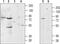 Adrenoceptor Alpha 1B antibody, PA5-77285, Invitrogen Antibodies, Western Blot image 