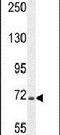 Sim antibody, PA5-23623, Invitrogen Antibodies, Western Blot image 