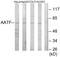 Apoptosis Antagonizing Transcription Factor antibody, LS-C119287, Lifespan Biosciences, Western Blot image 