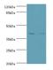 CD46 Molecule antibody, LS-C369391, Lifespan Biosciences, Western Blot image 