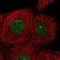 CDKN1A Interacting Zinc Finger Protein 1 antibody, NBP2-33890, Novus Biologicals, Immunocytochemistry image 