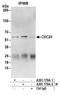 Cell Division Cycle 20 antibody, A301-179A, Bethyl Labs, Immunoprecipitation image 