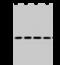 Calcyclin-binding protein antibody, GTX02190, GeneTex, Western Blot image 