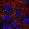 Cyclin-I antibody, HPA061470, Atlas Antibodies, Immunofluorescence image 