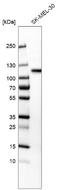 Sortilin 1 antibody, NBP2-76501, Novus Biologicals, Western Blot image 
