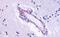Cholinergic Receptor Muscarinic 5 antibody, NLS1338, Novus Biologicals, Immunohistochemistry paraffin image 