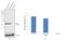 Microtubule Associated Protein RP/EB Family Member 1 antibody, 41-2100, Invitrogen Antibodies, Western Blot image 