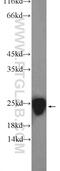 Prostaglandin E Synthase 3 antibody, 15216-1-AP, Proteintech Group, Western Blot image 