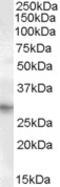 Paired Related Homeobox 1 antibody, MBS420837, MyBioSource, Western Blot image 