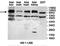 Zinc Finger Protein 28 antibody, orb78201, Biorbyt, Western Blot image 