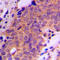 Ubiquitin Specific Peptidase 19 antibody, LS-C353286, Lifespan Biosciences, Immunohistochemistry frozen image 