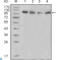 Protein Tyrosine Kinase 2 Beta antibody, LS-C814067, Lifespan Biosciences, Western Blot image 