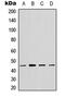 Mitochondrial Ribosome Associated GTPase 2 antibody, abx121489, Abbexa, Western Blot image 