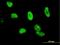 Cleavage And Polyadenylation Specific Factor 6 antibody, H00011052-M10, Novus Biologicals, Immunocytochemistry image 