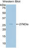 GATA Binding Protein 4 antibody, LS-C294186, Lifespan Biosciences, Western Blot image 