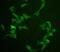 Cell Division Cycle 20 antibody, A00382-1, Boster Biological Technology, Immunofluorescence image 