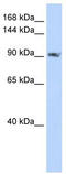 SCUBE2 antibody, TA338449, Origene, Western Blot image 