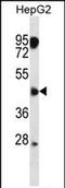 CXADR Like Membrane Protein antibody, PA5-71774, Invitrogen Antibodies, Western Blot image 