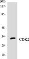 Cyclin Dependent Kinase 2 antibody, LS-C291797, Lifespan Biosciences, Western Blot image 