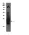 Cystatin C antibody, GTX34336, GeneTex, Western Blot image 