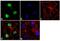 HNF1 Homeobox B antibody, 720259, Invitrogen Antibodies, Immunofluorescence image 