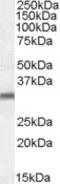 Proteasome Assembly Chaperone 1 antibody, MBS421861, MyBioSource, Western Blot image 