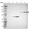Neutrophil Cytosolic Factor 2 antibody, PA5-51702, Invitrogen Antibodies, Western Blot image 