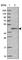 Calreticulin-3 antibody, HPA048460, Atlas Antibodies, Western Blot image 