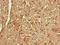 Emerin antibody, orb48168, Biorbyt, Immunohistochemistry paraffin image 