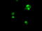 Ubiquitin Conjugating Enzyme E2 T antibody, M05874, Boster Biological Technology, Immunofluorescence image 