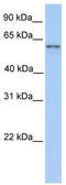 Family With Sequence Similarity 13 Member C antibody, TA336196, Origene, Western Blot image 